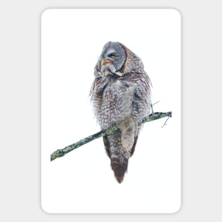 Just chillin - Great Grey Owl Sticker